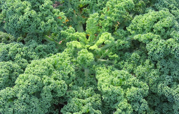 ​Un superalimento llamado Kale