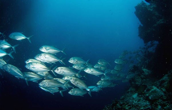 Nadar entre atunes rojos con Tuna Tour y Balfegó