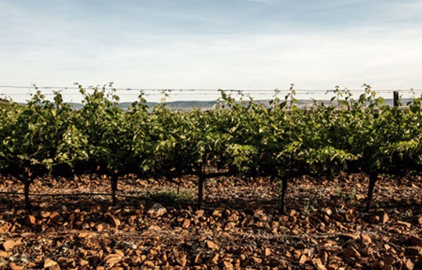 VíVid: el festival del vino del Empordà