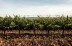 VíVid: el festival del vino del Empordà